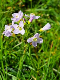 Pinksterbloem [Cardamine pratensis]